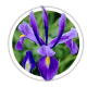 Ірис Iris