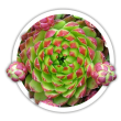 Молодило кулеподібне / Jovibarba globifera