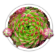 Молодило кулеподібне / Jovibarba globifera Молодило кулеподібне / Jovibarba globifera