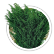 Ялівець китайський / Juniperus chinensis