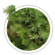 Ялівець звичайний / Juniperus communis