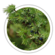 Ялівець звичайний / Juniperus communis Ялівець звичайний / Juniperus communis