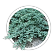 Ялівець горизонтальний / Juniperus horizontalis