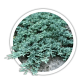 Ялівець горизонтальний / Juniperus horizontalis Ялівець горизонтальний / Juniperus horizontalis