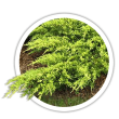Ялівець Juniperus