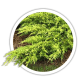Ялівець Juniperus