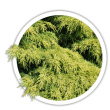 Ялівець середній / Juniperus pfitzeriana
