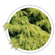 Ялівець середній / Juniperus pfitzeriana Ялівець середній / Juniperus pfitzeriana