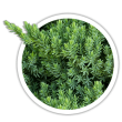 Ялівець лежачий / Juniperus procumbens