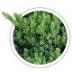 Ялівець лежачий / Juniperus procumbens Ялівець лежачий / Juniperus procumbens
