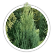 Ялівець скельный / Juniperus scopulorum