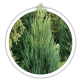 Ялівець скельный / Juniperus scopulorum Ялівець скельный / Juniperus scopulorum