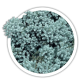 Ялівець лускатий / Juniperus squamata Ялівець лускатий / Juniperus squamata