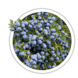 Ялівець віргінський / Juniperus virginiana