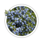 Ялівець віргінський / Juniperus virginiana Ялівець віргінський / Juniperus virginiana