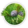 Кедр європейський / Pinus cembra