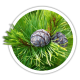 Кедр європейський / Pinus cembra Кедр європейський / Pinus cembra