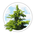Кедр гімалайський / Cedrus deodara