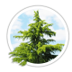 Кедр гімалайський / Cedrus deodara Кедр гімалайський / Cedrus deodara