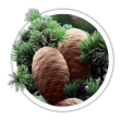 Кедр ліванський / Cedrus libani