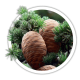 Кедр ліванський / Cedrus libani Кедр ліванський / Cedrus libani