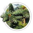 Кедр корейський / Pinus koraiensis