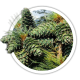 Кедр корейський / Pinus koraiensis Кедр корейський / Pinus koraiensis