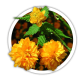Керія Kerria Керія Kerria