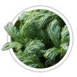 Кипарисовик горохоплідний / Chamaecyparis pisifera