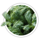 Кипарисовик горохоплідний / Chamaecyparis pisifera Кипарисовик горохоплідний / Chamaecyparis pisifera