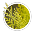 Кипарисовик Лавсона / Chamaecyparis lawsoniana