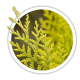 Кипарисовик Лавсона / Chamaecyparis lawsoniana Кипарисовик Лавсона / Chamaecyparis lawsoniana