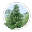 Кипарисовик нутканський / Chamaecyparis nootkatensis