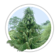 Кипарисовик нутканський / Chamaecyparis nootkatensis Кипарисовик нутканський / Chamaecyparis nootkatensis