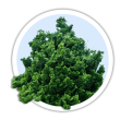 Кипарисовик тупий / Chamaecyparis obtusa