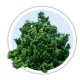 Кипарисовик тупий / Chamaecyparis obtusa Кипарисовик тупий / Chamaecyparis obtusa