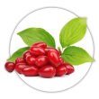 Кизил Cornus