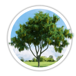 Бобовник Лабурнум Laburnum