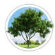 Бобовник Лабурнум Laburnum