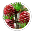 Модрина Larix