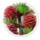 Модрина Larix