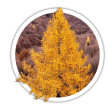 Модрина європейська / Larix decidua
