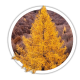 Модрина європейська / Larix decidua Модрина європейська / Larix decidua