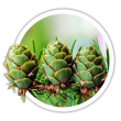 Модрина японська / Larix kaempferi
