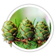 Модрина японська / Larix kaempferi Модрина японська / Larix kaempferi