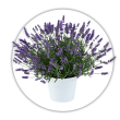 Лаванда Lavandula