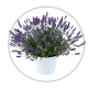 Лаванда Lavandula Лаванда Lavandula