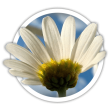 Ромен  Леукантемум  Leucanthemum