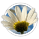 Ромен Леукантемум Leucanthemum Ромен Леукантемум Leucanthemum
