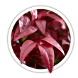 Леукотоє Leucothoe